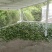 金花茶叶金花茶干叶防城港金花茶叶子大量供应金花茶叶