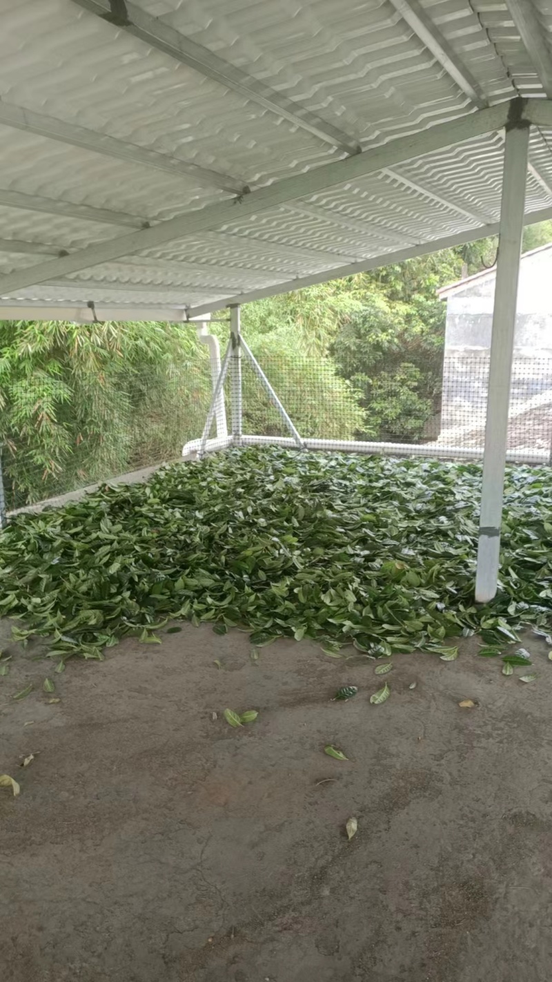 金花茶叶金花茶干叶防城港金花茶叶子大量供应金花茶叶