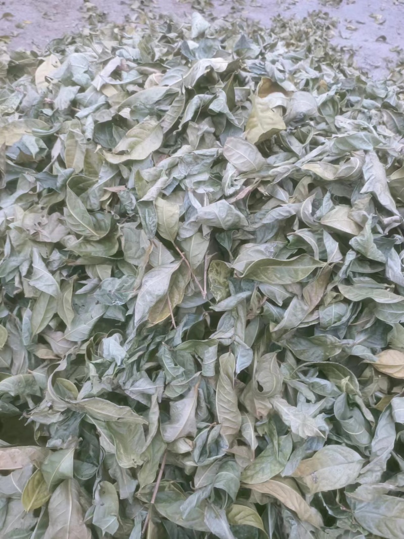 金花茶叶金花茶干叶防城港金花茶叶子大量供应金花茶叶