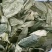 金花茶叶金花茶干叶防城港金花茶叶子大量供应金花茶叶