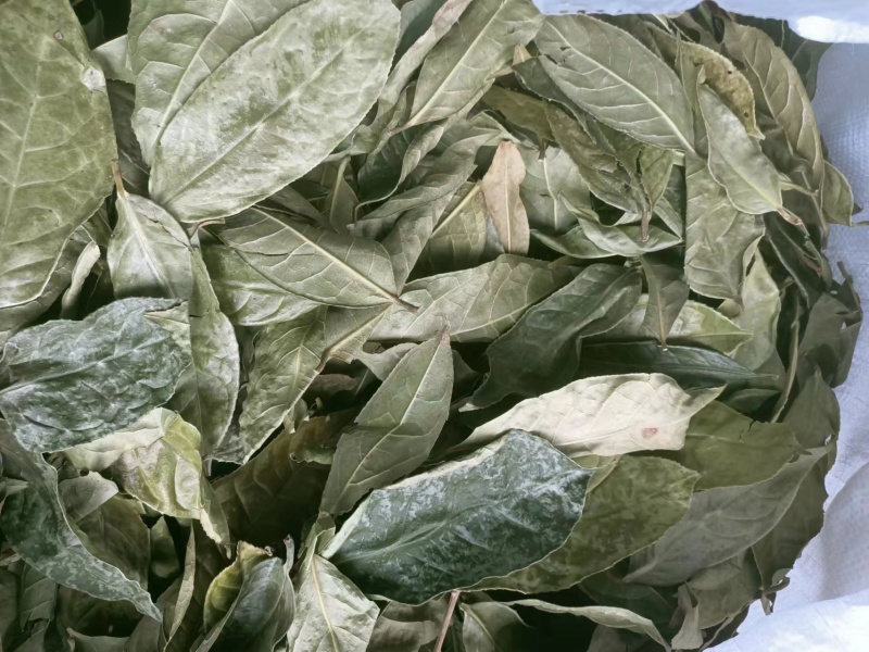 金花茶叶金花茶干叶防城港金花茶叶子大量供应金花茶叶