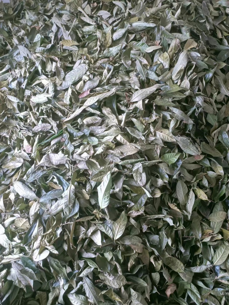 金花茶叶金花茶干叶防城港金花茶叶子大量供应金花茶叶