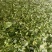金花茶叶金花茶干叶防城港金花茶叶子大量供应金花茶叶