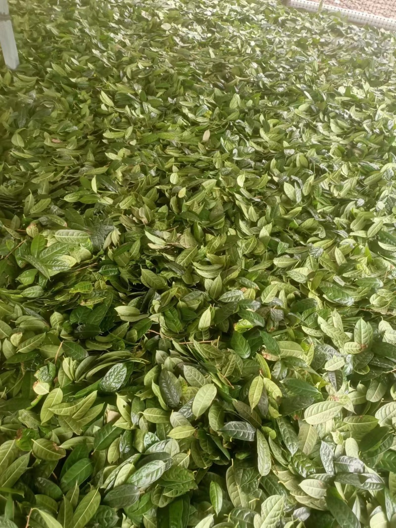 金花茶叶金花茶干叶防城港金花茶叶子大量供应金花茶叶
