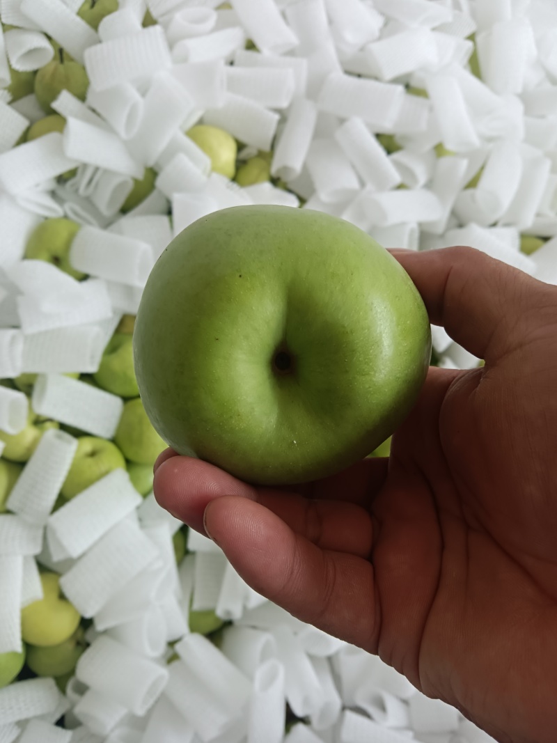 酥脆一号梨青皮早酥梨，一手货源，品质保证，量大从优
