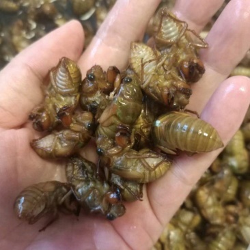 杜仲小金蝉。肉多劲道。皮薄。保证质量。。