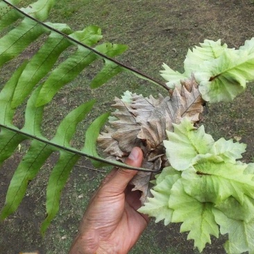 骨碎补纯野生，现采现卖不包邮