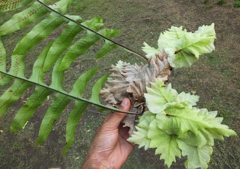 骨碎补纯野生，现采现卖不包邮