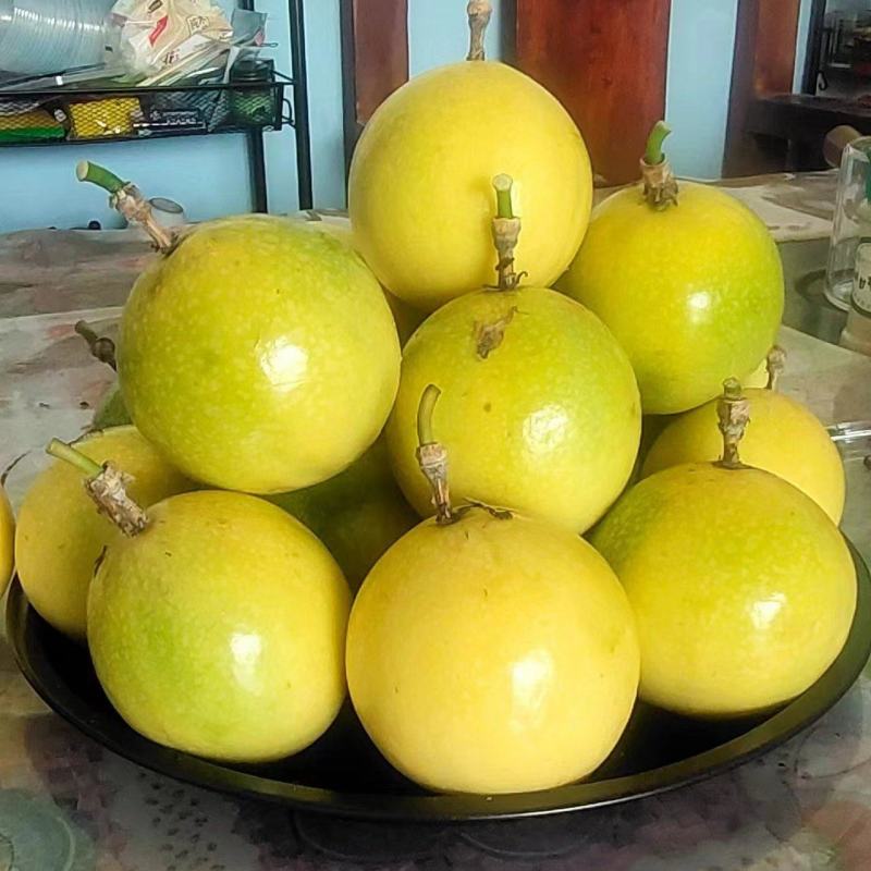 钦蜜9号黄金百香果，统果，北海发货