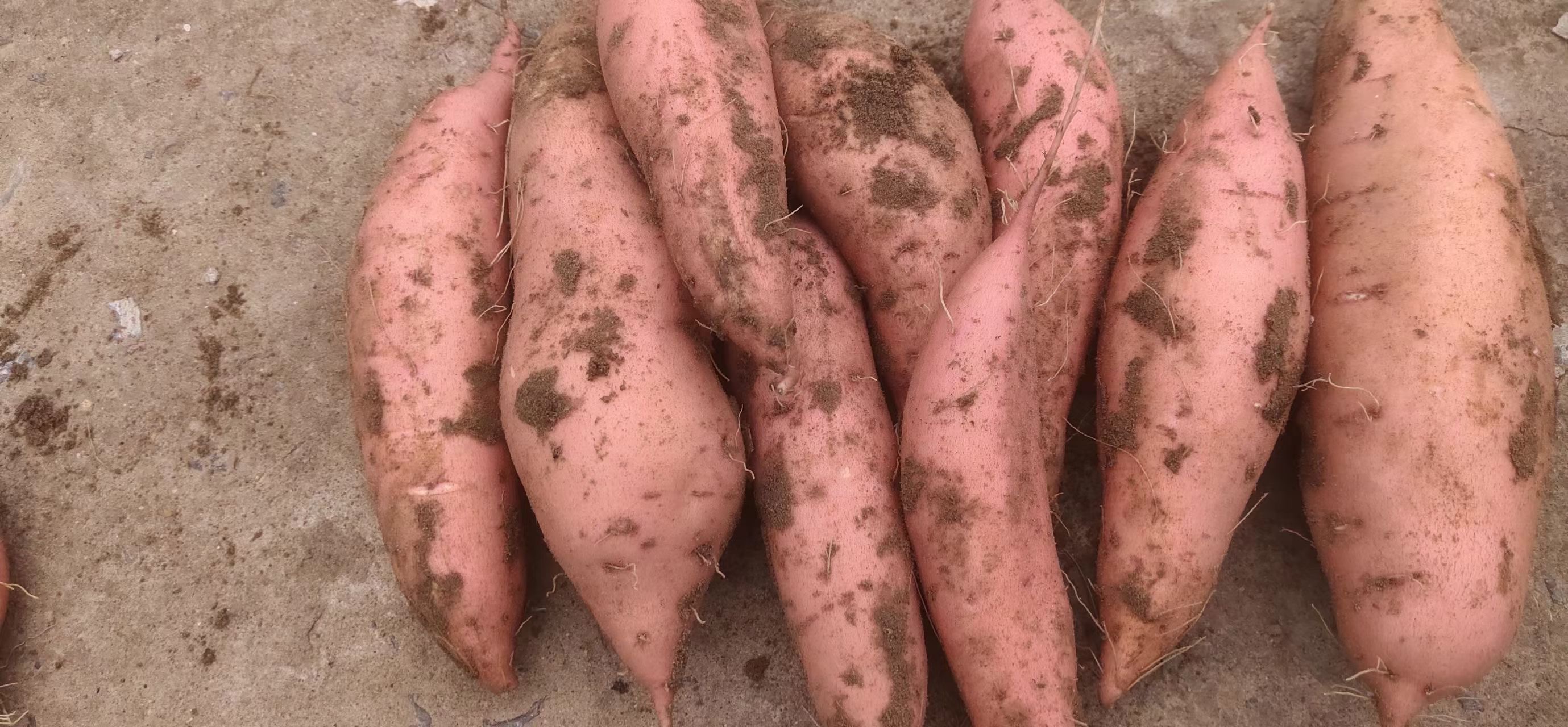 薯藤梗焯水处理过程