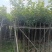 黄花风铃木2公分起，大量低价出售