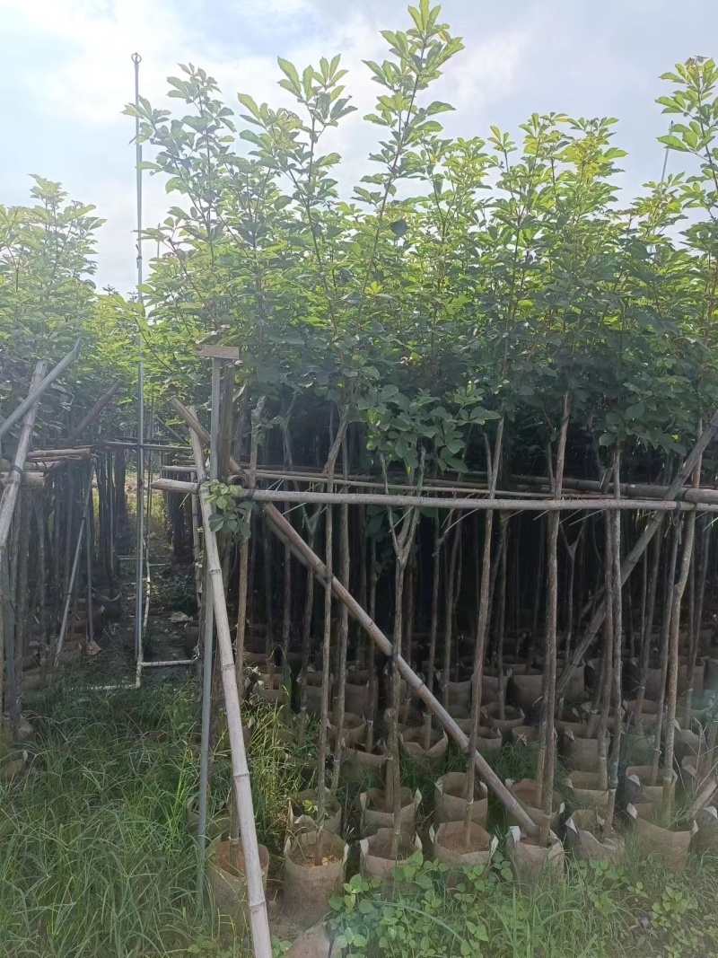 黄花风铃木2公分起，大量低价出售