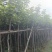 黄花风铃木2公分起，大量低价出售