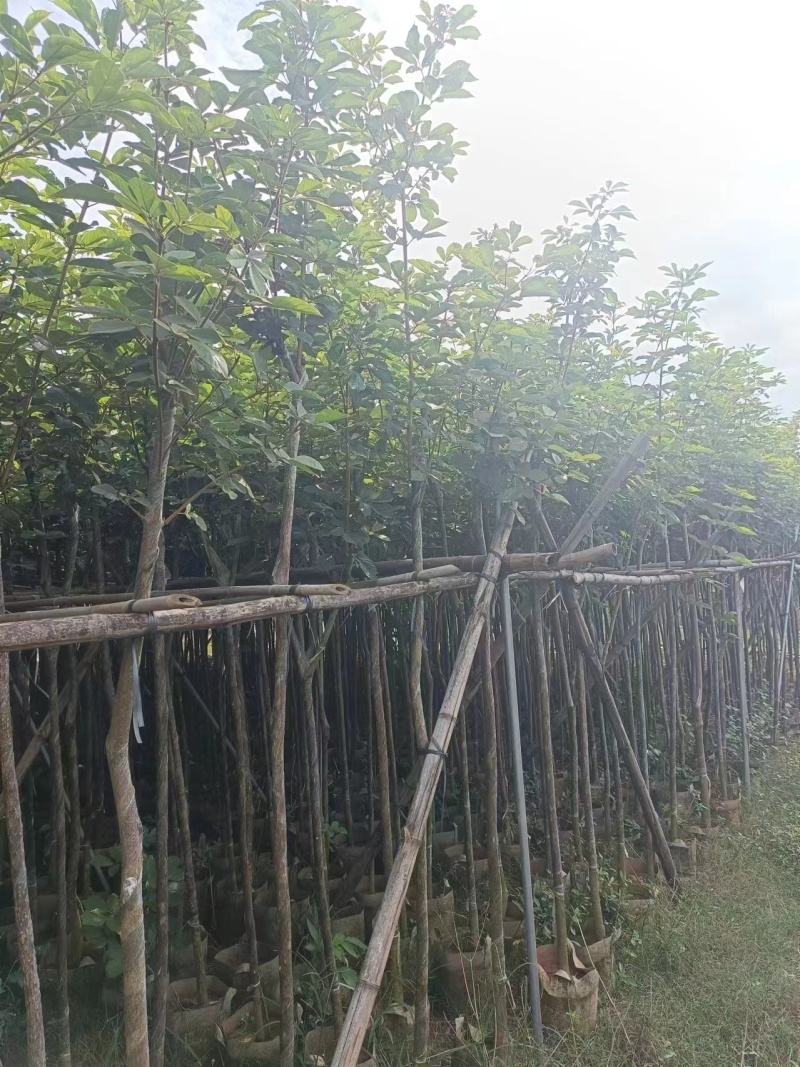 黄花风铃木2公分起，大量低价出售