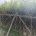 黄花风铃木2公分起，大量低价出售