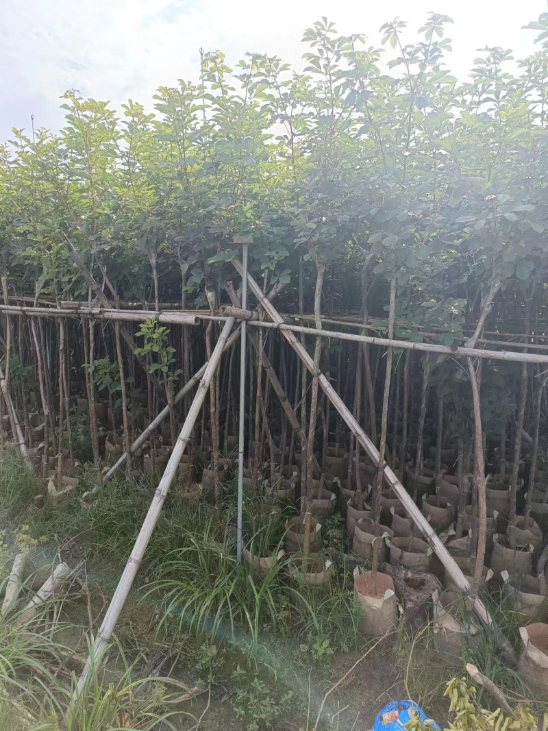 黄花风铃木2公分起，大量低价出售
