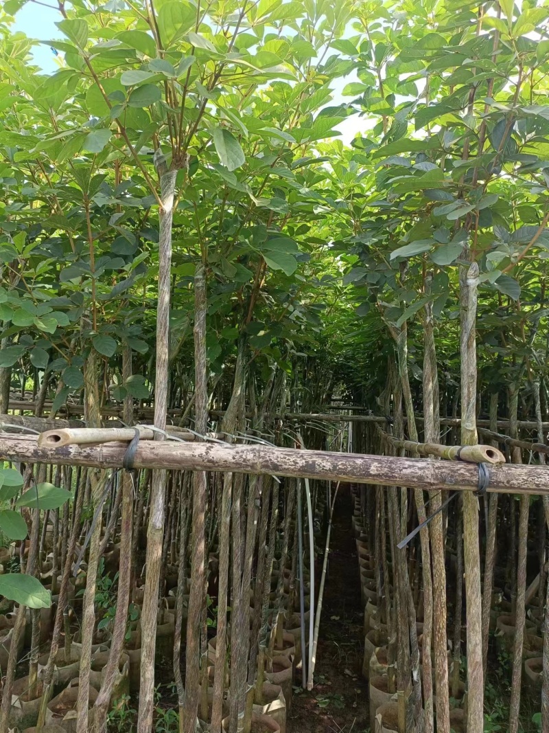 黄花风铃木2公分起，大量低价出售