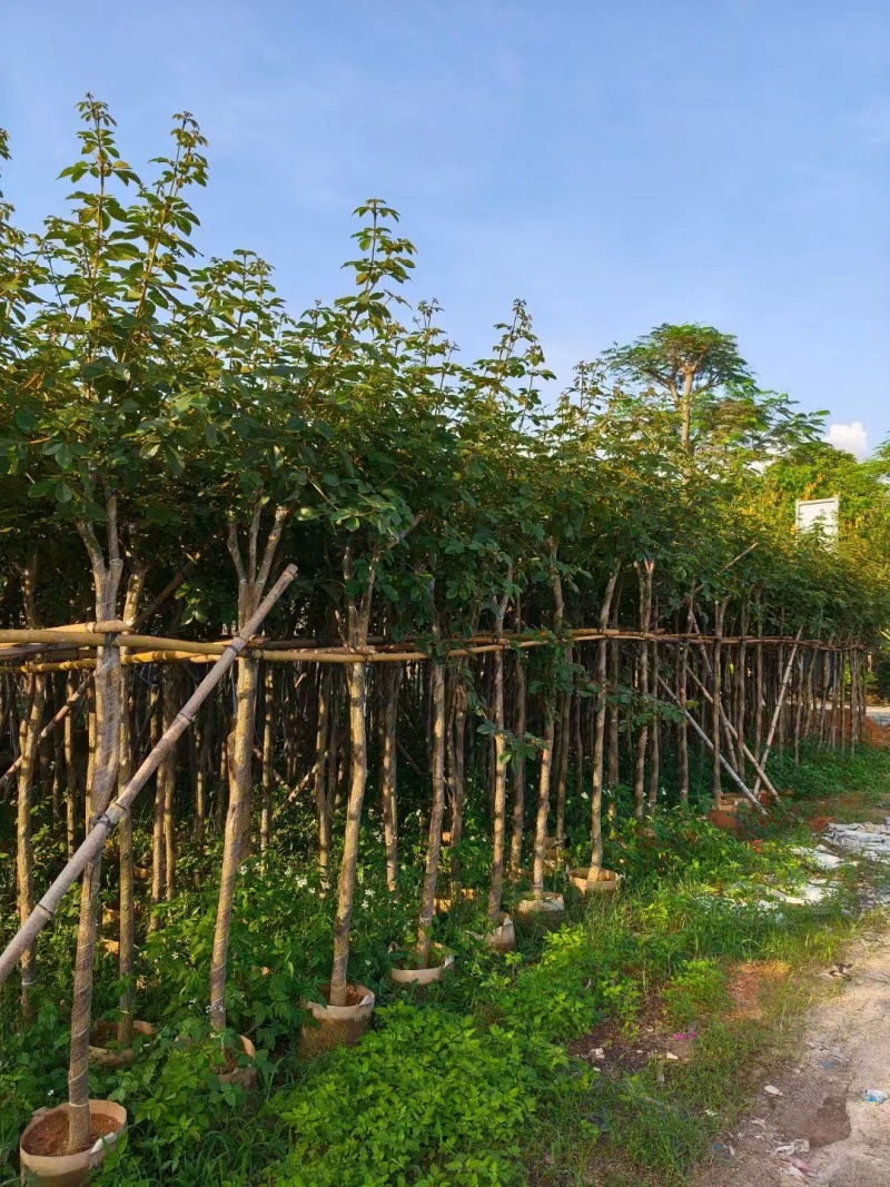 黄花风铃木2公分起，大量低价出售