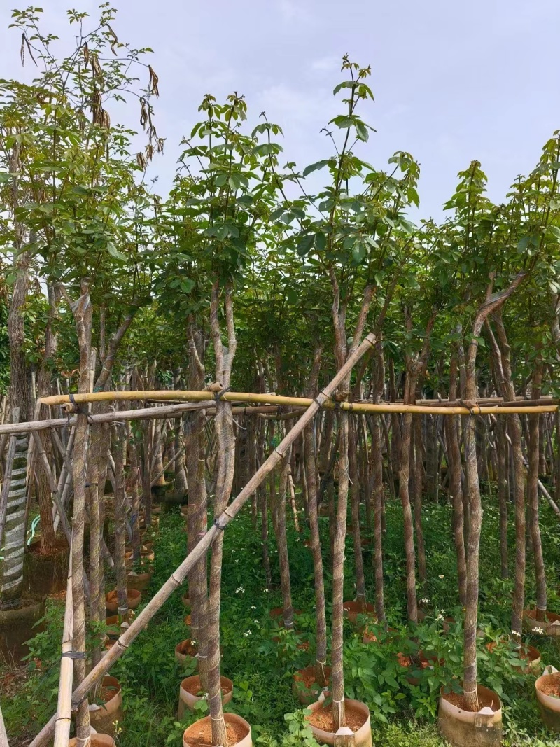 黄花风铃木2公分起，大量低价出售