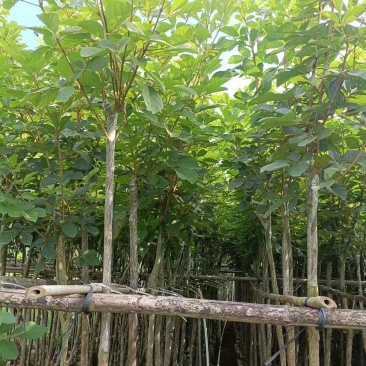 黄花风铃木2公分起，大量低价出售