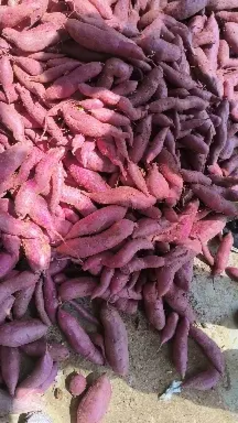 精品紫薯大量上市，万亩种植基地，货源充足，保证品质