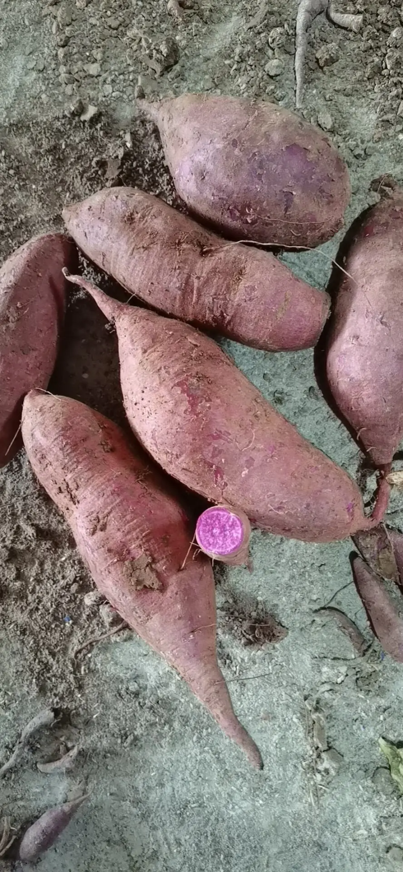 精品紫薯大量上市，万亩种植基地，货源充足，保证品质