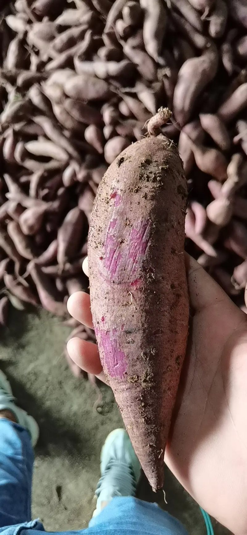 精品紫薯大量上市，万亩种植基地，货源充足，保证品质