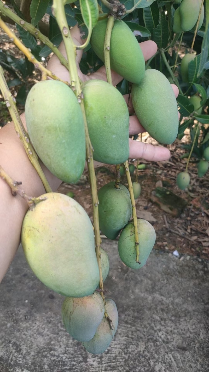 大小台农工厂货