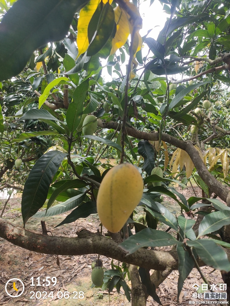 大小台农工厂货