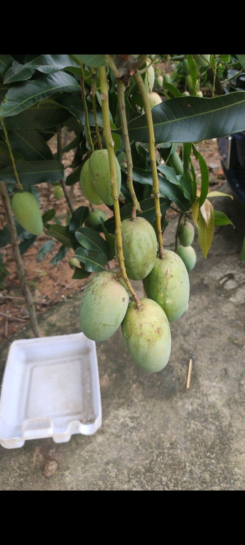 大小台农工厂货