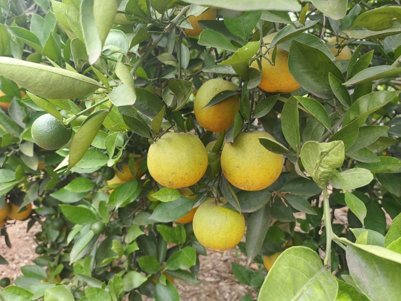 夏橙，产地四川成都金堂县
