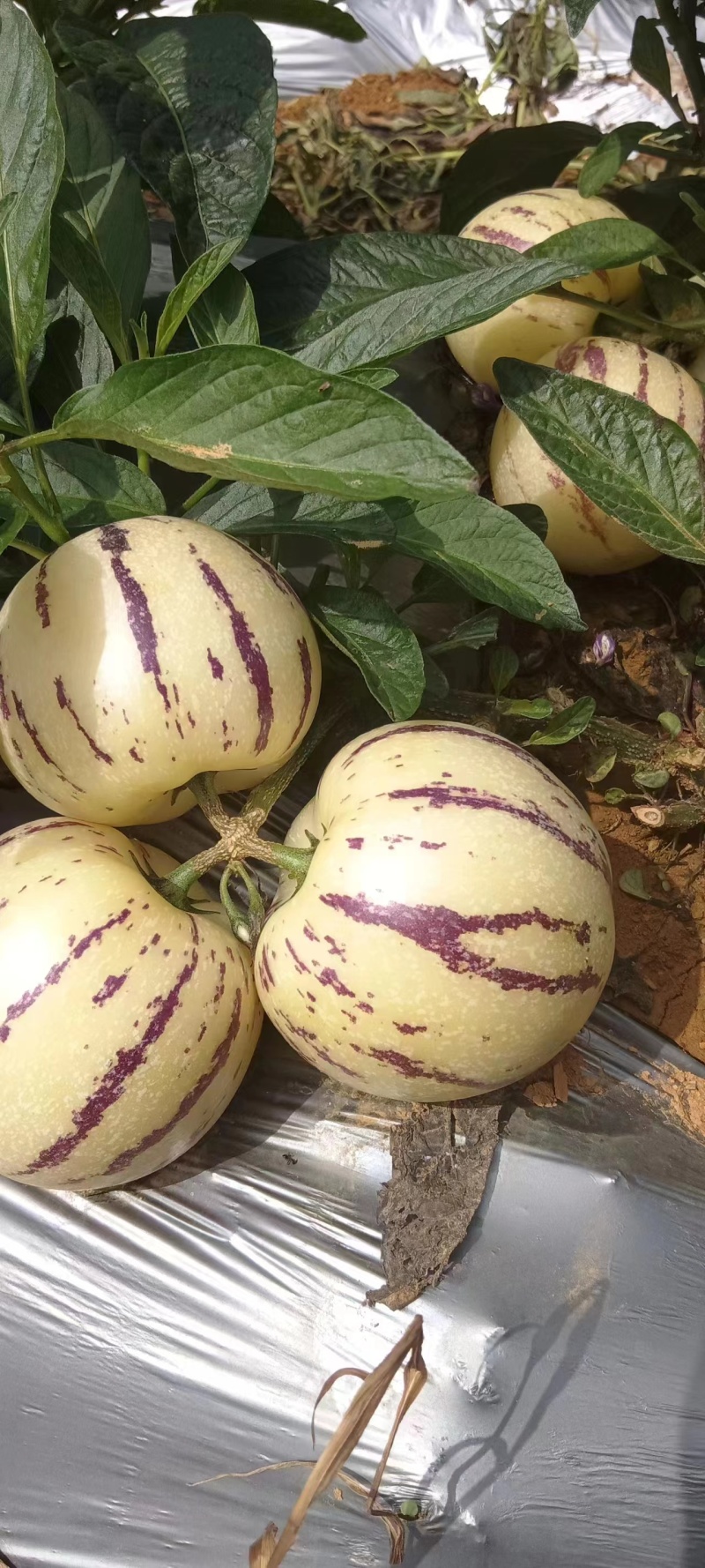 正早季人参果