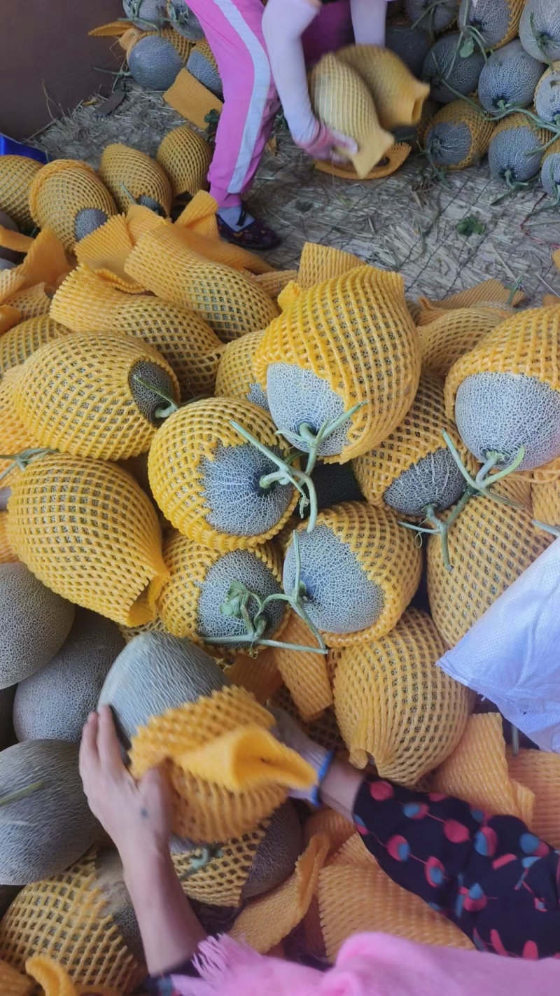 哈密瓜，产地直发的，一手货源质量保证，欢迎来电详谈