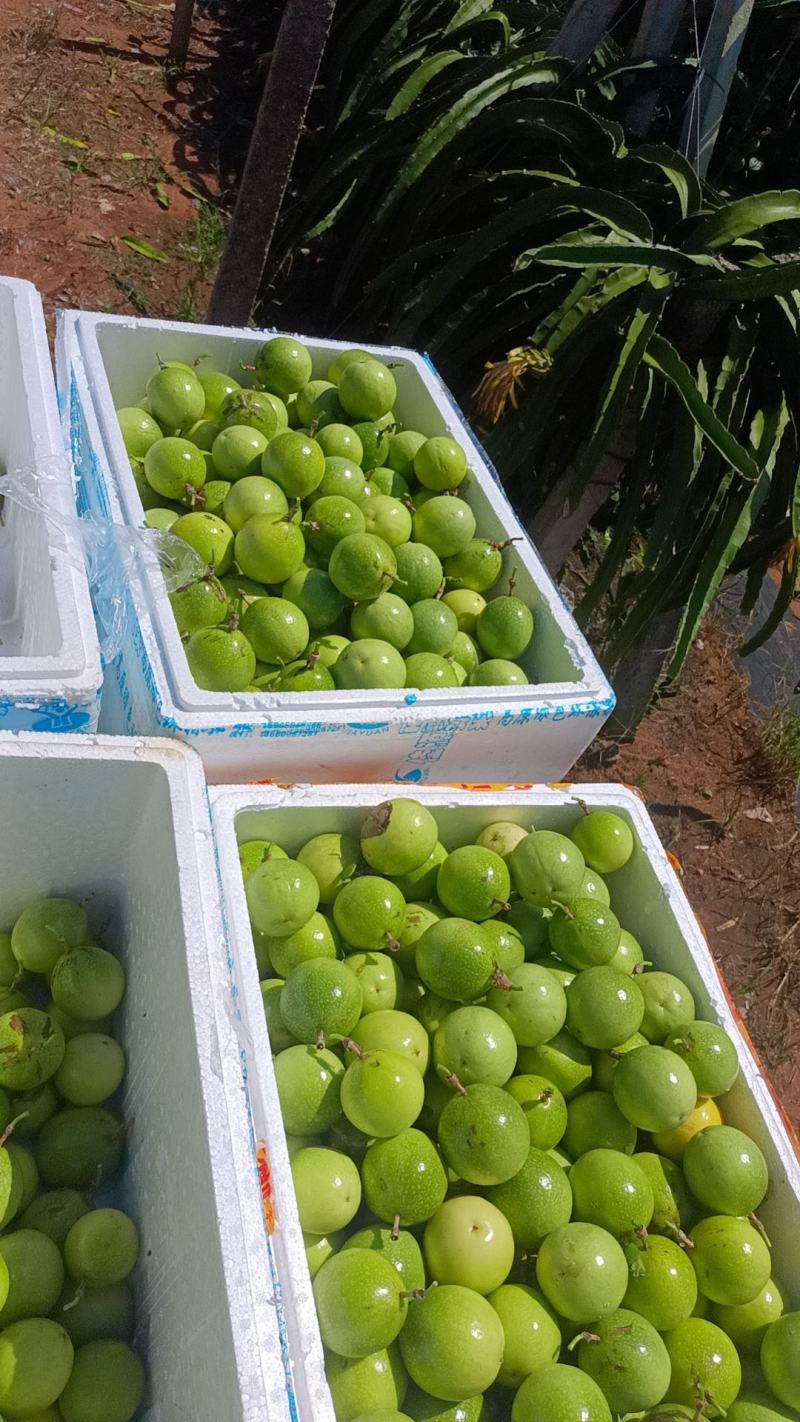 黄金百香果（市场果）