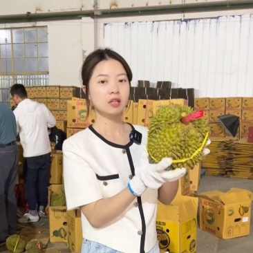 金枕榴莲：种植基地采摘~烂果坏果包售后