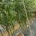 贵州新鲜鸡爪椒，线长椒，三号椒八号椒山椒