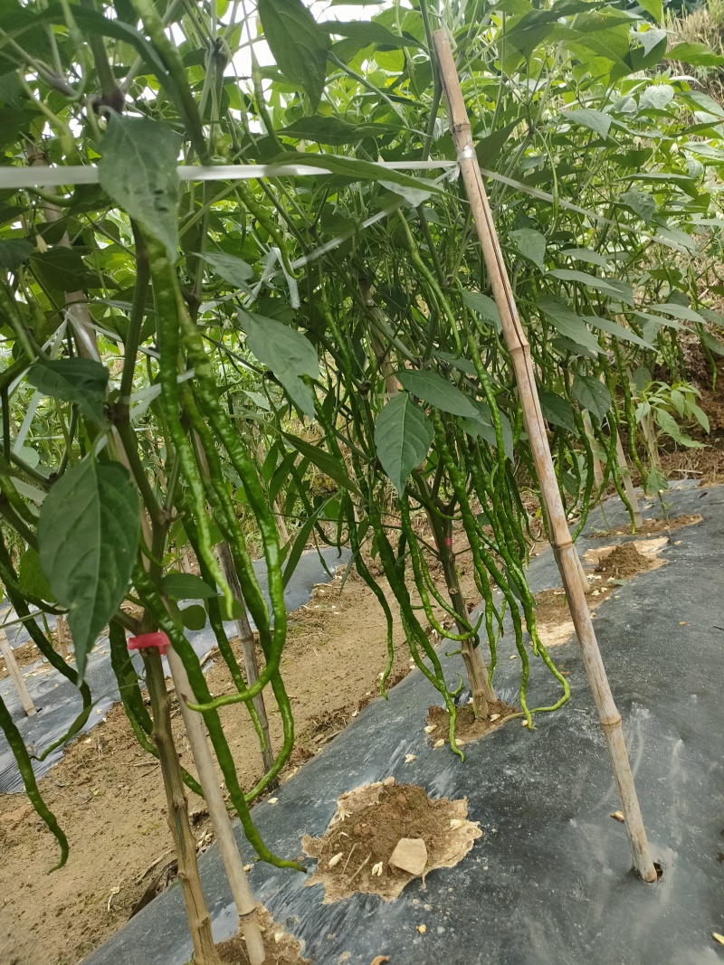 贵州新鲜鸡爪椒，线长椒，三号椒八号椒山椒