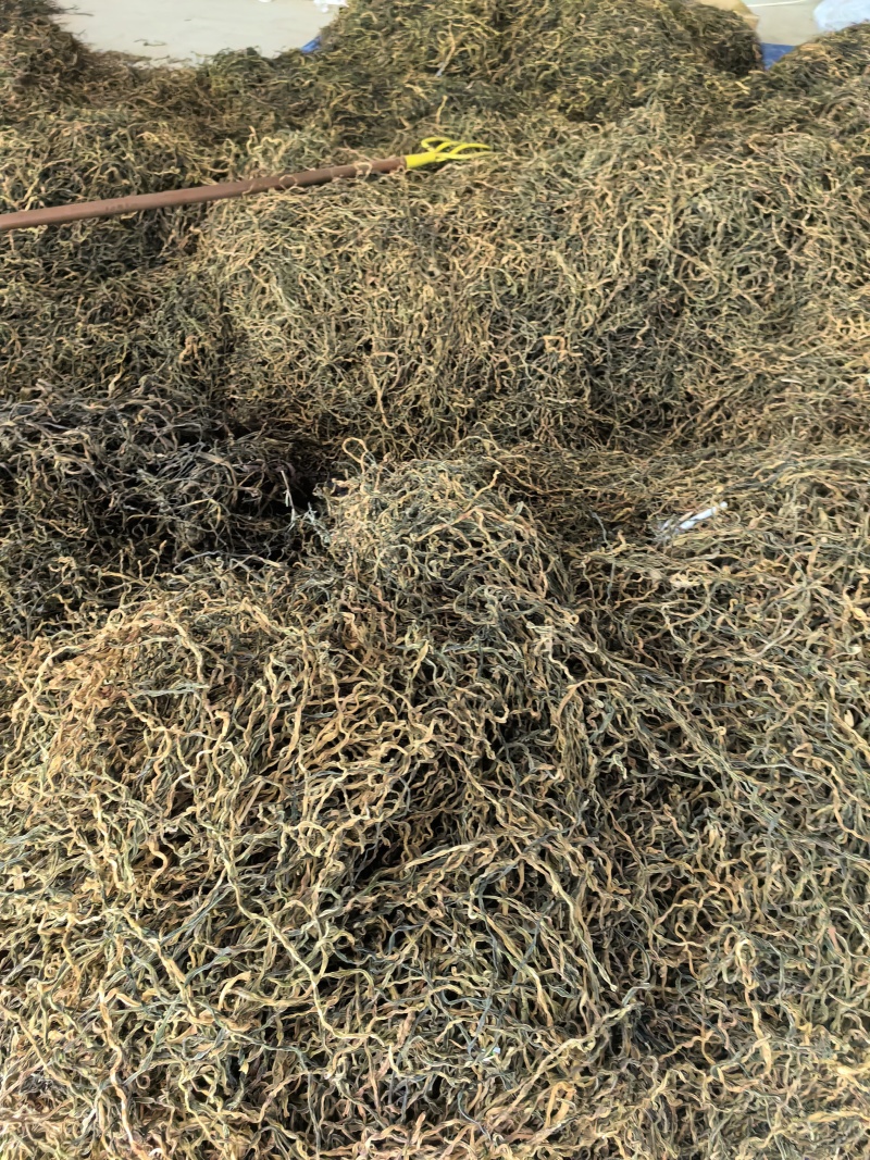 干豆角，散条基地供应直销量大质优价优欢迎各大老板采购