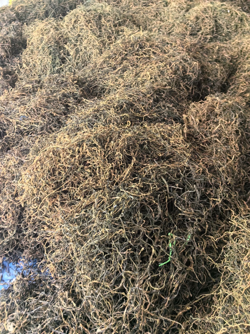 干豆角，散条基地供应直销量大质优价优欢迎各大老板采购
