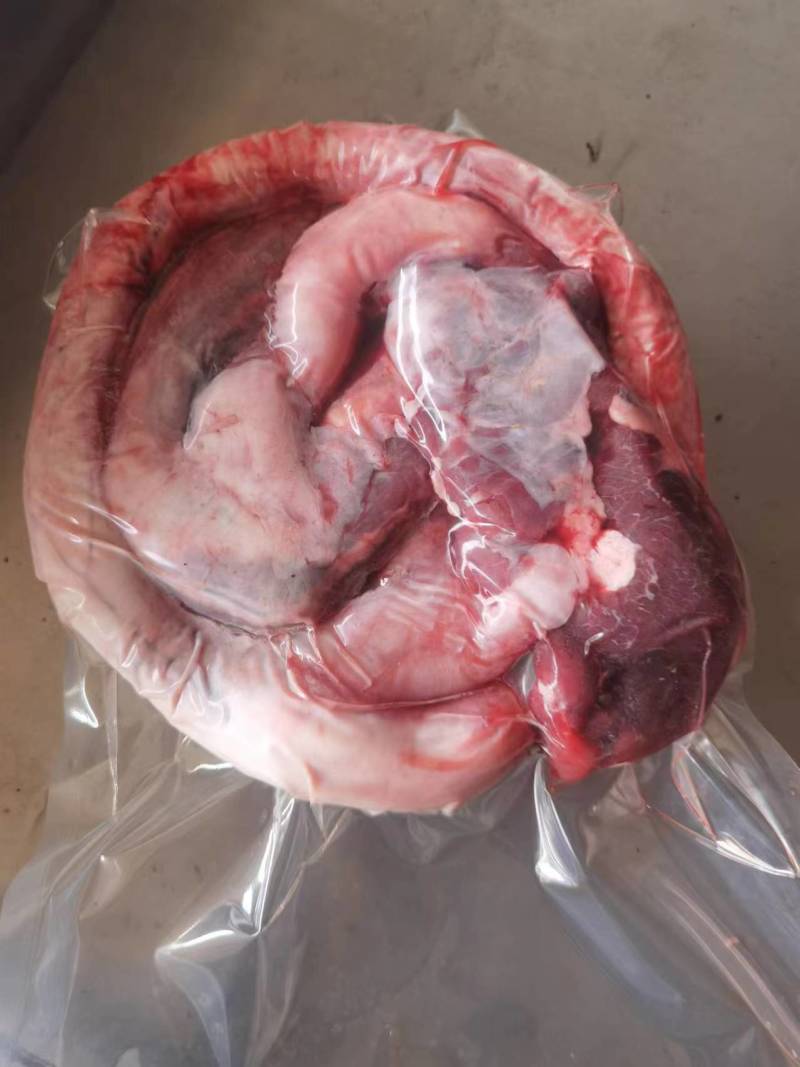 牛鞭宝新鲜冷冻独立包装厂家直供品质保证价格优惠全国发