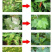 金拜克干将微生物菌肥叶斑病白粉病灰霉病肥料防治细菌真菌