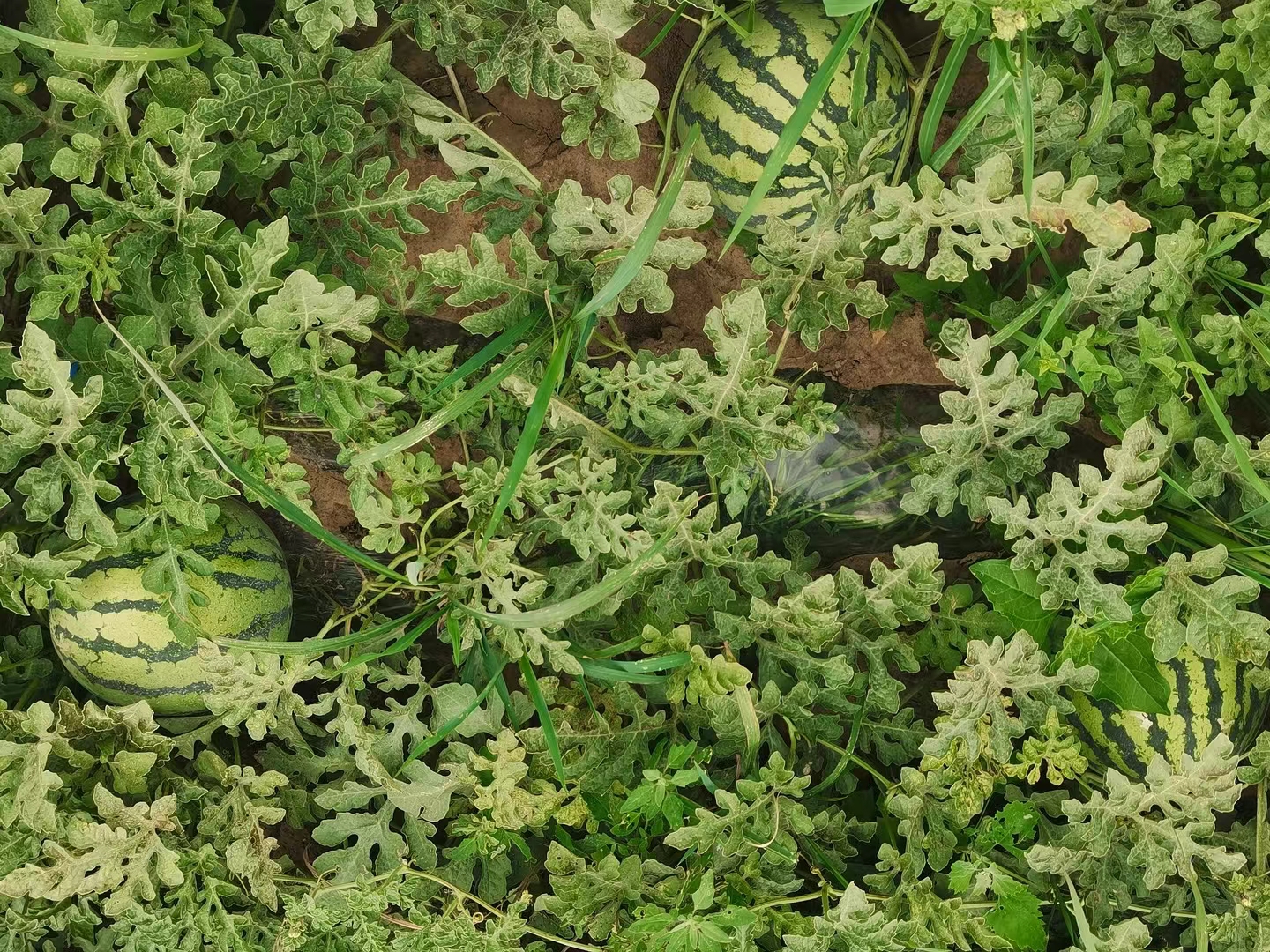 麒麟西瓜种植田