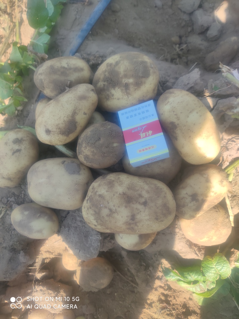土豆精品土豆多伦土豆香甜可口产地直供诚信第一