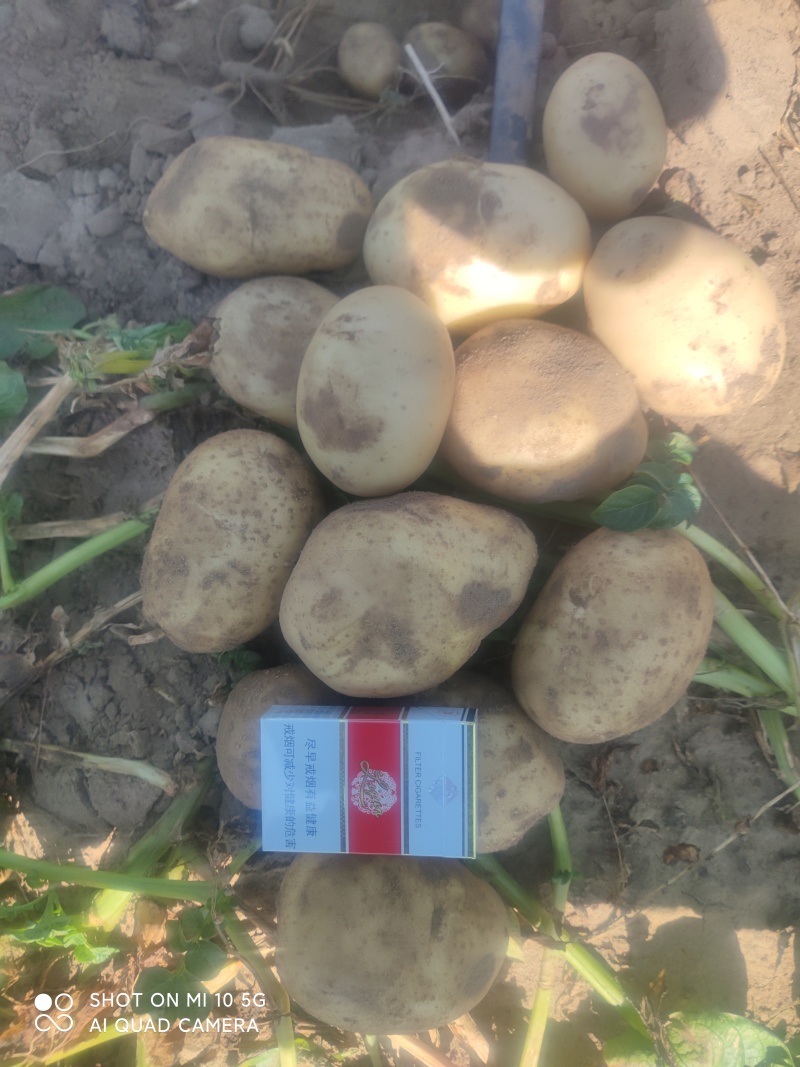 土豆精品土豆多伦土豆香甜可口产地直供诚信第一