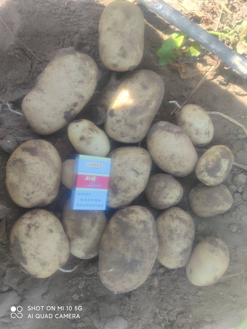土豆精品土豆多伦土豆香甜可口产地直供诚信第一