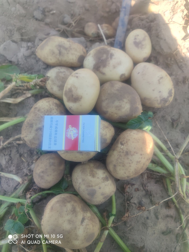 土豆精品土豆多伦土豆香甜可口产地直供诚信第一