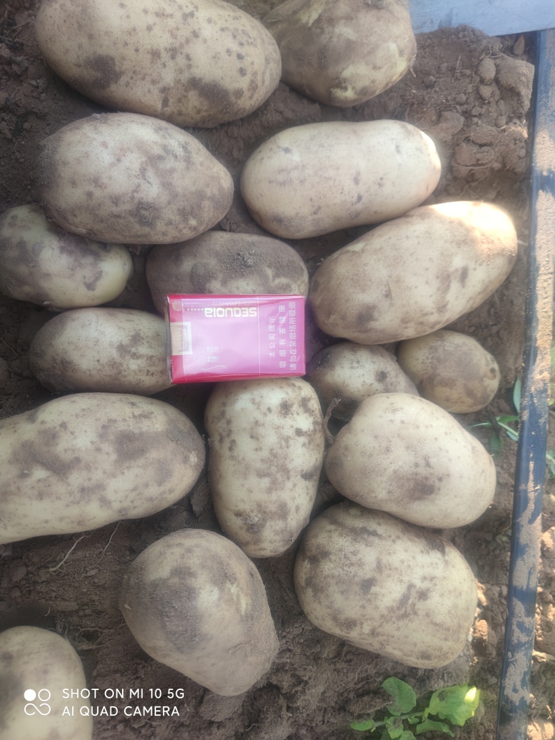 土豆精品土豆多伦土豆香甜可口产地直供诚信第一
