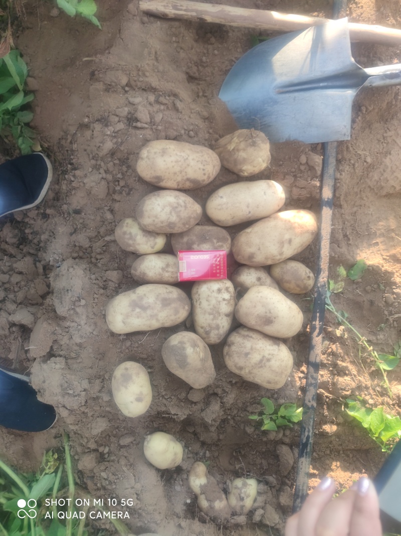 土豆精品土豆多伦土豆香甜可口产地直供诚信第一