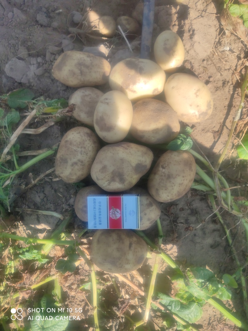 土豆精品土豆多伦土豆香甜可口产地直供诚信第一