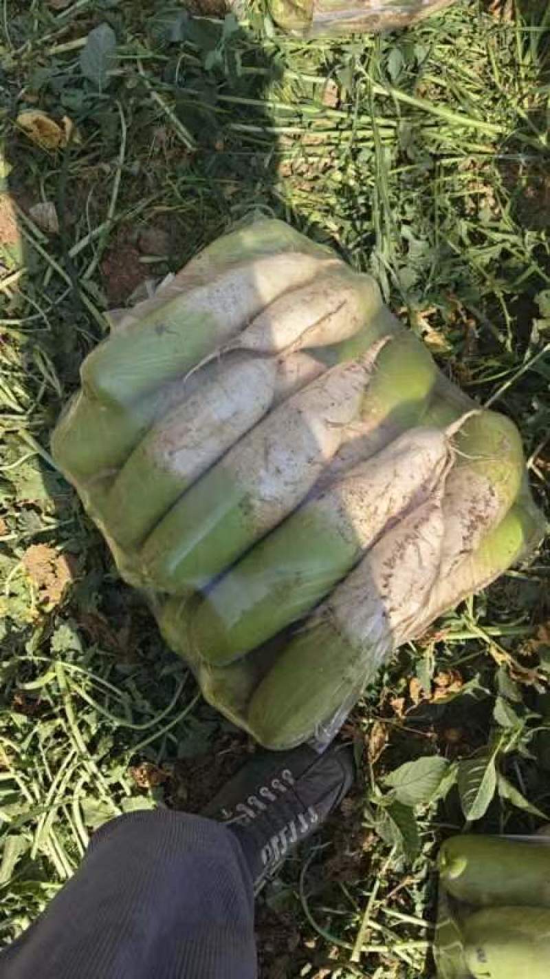 超好的萝卜上市，上车0.25元，有需要的友友联系哦